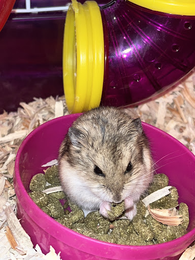 Pet Store «Pet Town», reviews and photos, 7804 Florence Ave, Downey, CA 90240, USA