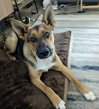 Way of a Dog - Photo 3 - Car repair in Fresno, CA, Fresno