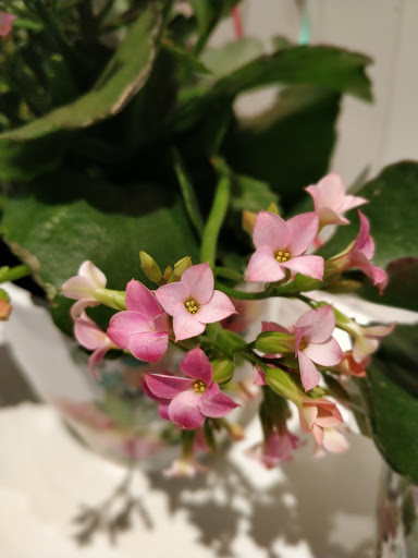 Florist «Thrifty Florist Ann Arbor», reviews and photos, 3021 Carpenter Rd, Ypsilanti, MI 48197, USA