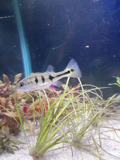 Tropical Fish Store «Emmons Tropical Fish & Ponds», reviews and photos, 1612 Hopmeadow St, Simsbury, CT 06070, USA