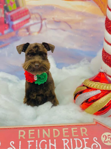 Pet Groomer «Woof Gang Bakery & Grooming, The Villages», reviews and photos, 3682 Meggison Rd, The Villages, FL 32163, USA