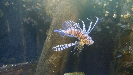 Museum «Hampton Roads Naval Museum», reviews and photos, 1 Waterside Dr, Norfolk, VA 23510, USA