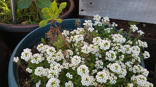 Book Store «Pipe & Thimble Bookstore», reviews and photos, 24830 Narbonne Ave, Lomita, CA 90717, USA