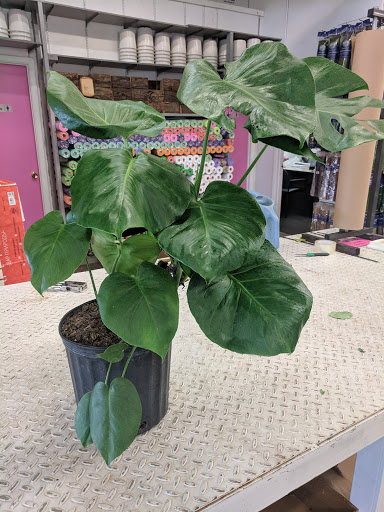 Florist «Cityside Flowers - Metropolitan Wholesale», reviews and photos, 285 N Midland Ave, Saddle Brook, NJ 07663, USA