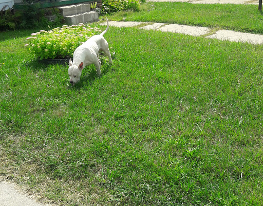 Pet Supply Store «Detroit K-9 Pet Supplies», reviews and photos, 7030 Michigan Ave, Detroit, MI 48210, USA