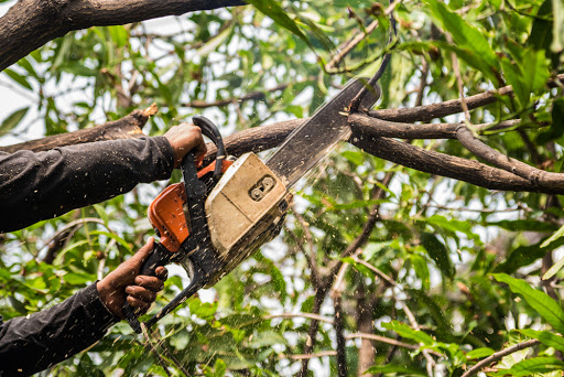 Austex Tree Service Austin