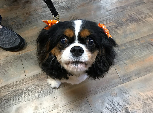 Pet Store «Earthwise Pet - Southlake», reviews and photos, 100 W Southlake Blvd #150, Southlake, TX 76092, USA