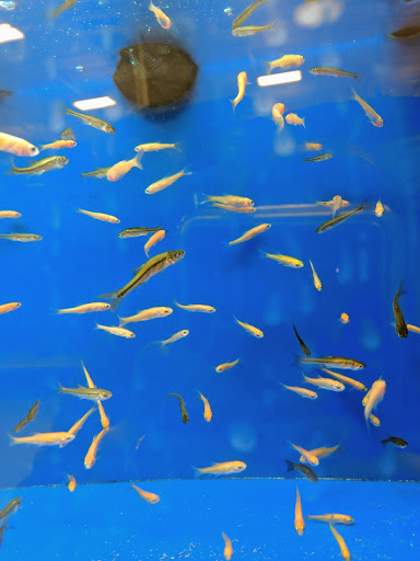 Pet Supply Store «PetSmart», reviews and photos, 24965 Pico Canyon Rd, Stevenson Ranch, CA 91381, USA