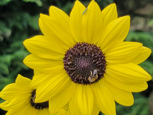 National Park «Home of Franklin D. Roosevelt National Historic Site», reviews and photos, 4097 Albany Post Rd, Hyde Park, NY 12538, USA