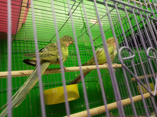 Pet Store «Inez Pet Shop», reviews and photos, 3825 Whittier Blvd, Los Angeles, CA 90023, USA