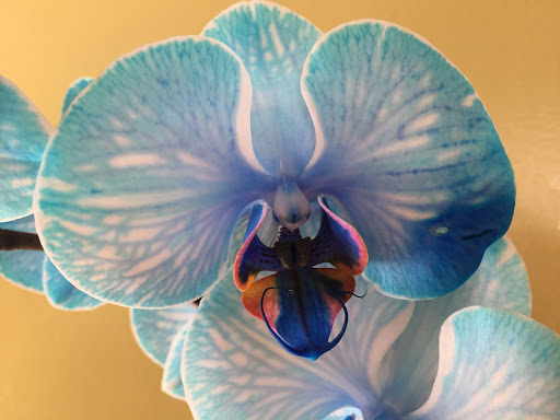 Florist «Moehring Woods Flowers», reviews and photos, 20923 Mack Ave, Grosse Pointe, MI 48236, USA