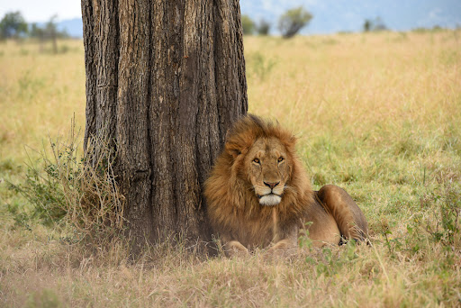 ROAR AFRICA - Luxury African Safaris image 5