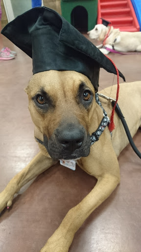 Pet Supply Store «PetSmart», reviews and photos, 7290 W Bell Rd, Glendale, AZ 85308, USA