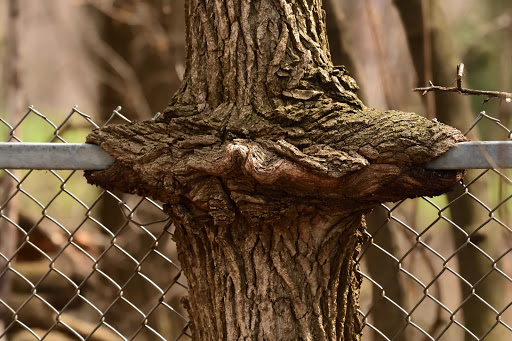 Nature Preserve «Maplewood Nature Center», reviews and photos, 2659 E 7th St, St Paul, MN 55119, USA