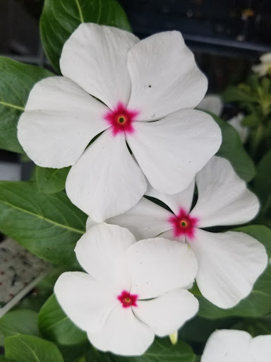 Garden Center «Blooms at Belle Mead», reviews and photos, 1980 US-206, Belle Mead, NJ 08502, USA