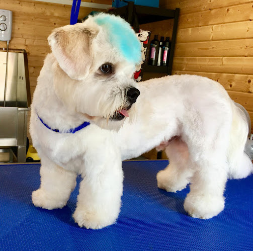 Comments and reviews of Dog Grooming By Hayley