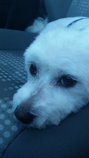 Pet Supply Store «PetSmart», reviews and photos, 181 Wilson Ave, Hanover, PA 17331, USA