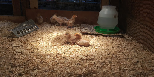 Pet Supply Store «Western Feed & Pet Supply», reviews and photos, 5935 Don Way, Carmichael, CA 95608, USA