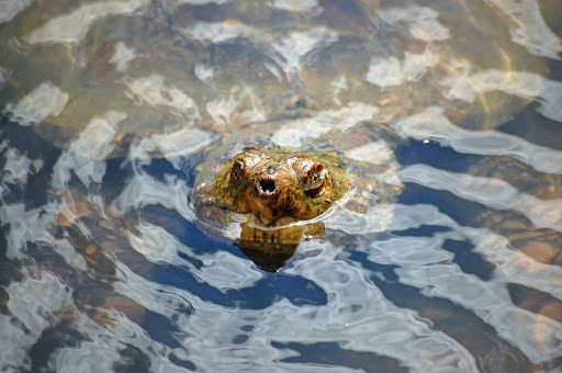 Brewery «The Run of the Mill Public House and Brewery», reviews and photos, 100 Main St, Saco, ME 04072, USA