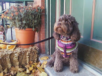 Super Dog Walking - Photo 8 - Car repair in Chicago, IL, Chicago