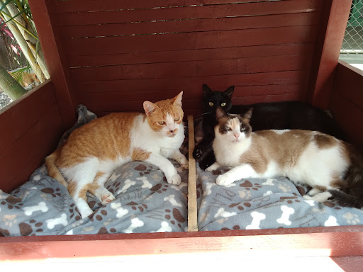 Cat accommodation Caracas