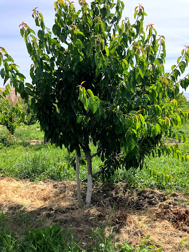 Produce Market «Washington Fruit Place At Barrett Orchards», reviews and photos, 1209 Pecks Canyon Rd, Yakima, WA 98908, USA
