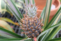 Griffith Lawn Care - Photo 6 - Car repair in Bonita Springs, FL, Bonita Springs