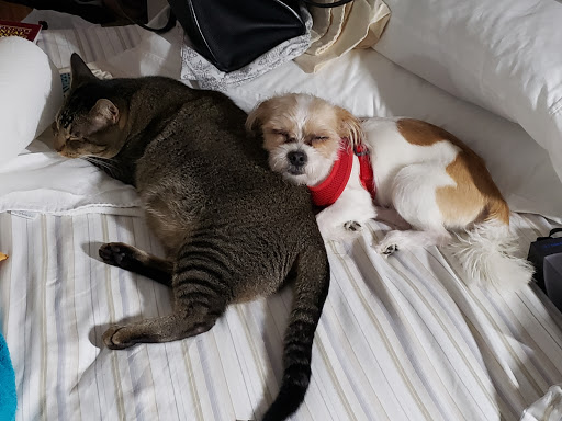 Pet Supply Store «Pet Supplies Plus», reviews and photos, 4923 Sheridan St, Hollywood, FL 33021, USA