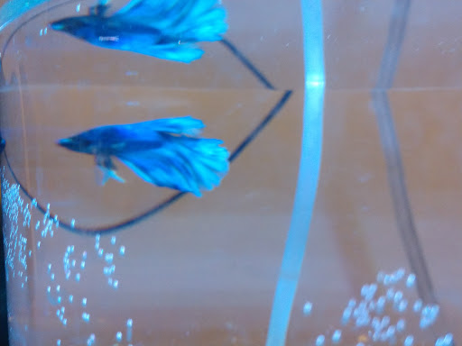 Pet Supply Store «PetSmart», reviews and photos, 2833 35th Ave, Greeley, CO 80634, USA