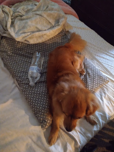 Pet Supply Store «PetSmart», reviews and photos, 8331 La Palma Ave, Buena Park, CA 90620, USA