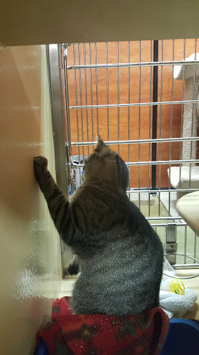 Pet Supply Store «PetSmart», reviews and photos, 6106 Shops Way, Northborough, MA 01532, USA