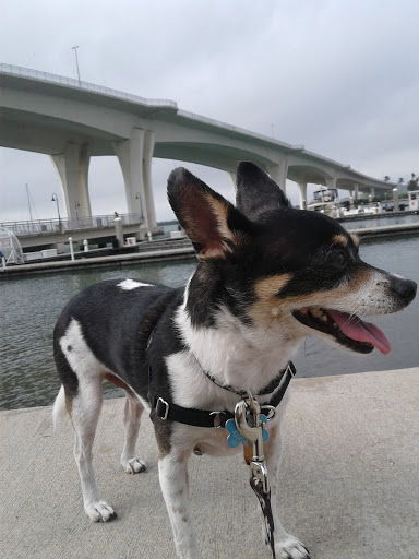 Park «Coachman Park», reviews and photos, 301 Drew St, Clearwater, FL 33755, USA