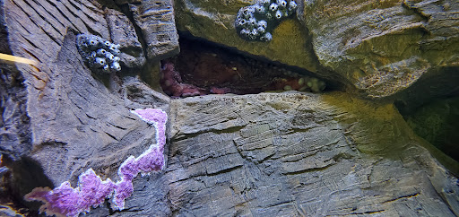 Museum «Bailey-Matthews Shell Museum», reviews and photos, 3075 Sanibel Captiva Rd, Sanibel, FL 33957, USA