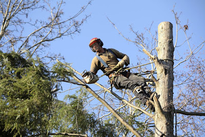 Auffray Élagage abattage dessouchage d'arbres espaces verts taille de haie débroussaillage élagueur LAVAL MAYENNE RENNES 53 à Saint-Berthevin