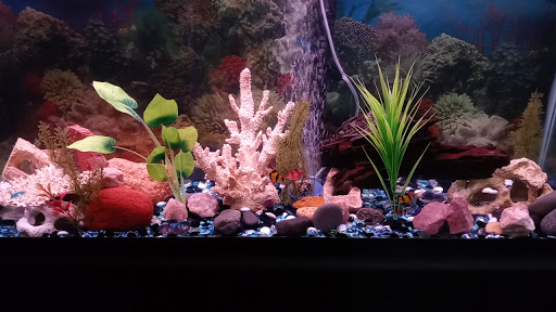 Pet Supply Store «Petco Animal Supplies», reviews and photos, 160 S Mannheim Rd #100, Hillside, IL 60162, USA