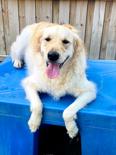 Pet Store «Bark Life Market», reviews and photos, 11220 Park Blvd N, Seminole, FL 33772, USA