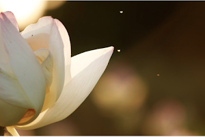 The Lotus Thai Massage by NiKKi image