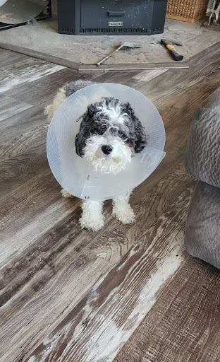 Riverside Park Veterinary Clinic