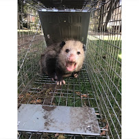 Spartan Wildlife Removal - Photo 3 - Car repair in , Lansing