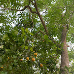 Photo n°9 de l'avis de Giacomo. fait le 26/06/2023 à 19:25 sur le  Gli Orti di San Giorgio à Modica