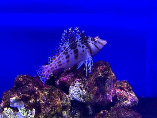 Tropical Fish Store «Tropical Pet Oasis», reviews and photos, 10218 Progress Ln, Parker, CO 80134, USA