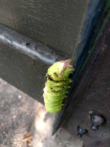 Park «Hoffman Park», reviews and photos, Hoffman Dr, Elmhurst, NY 11373, USA