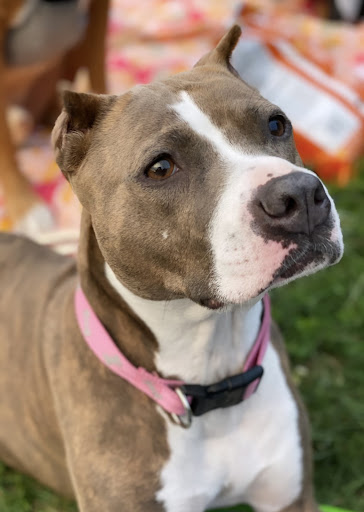 Explore olive branch tattoo ideas, creative tattoo ideas in Englewood, available at Title Tattoo Studios