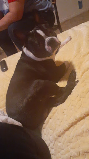 Pet Store «Little Paws Dog Shop LLC», reviews and photos, 19 E Main St, Palmyra, PA 17078, USA