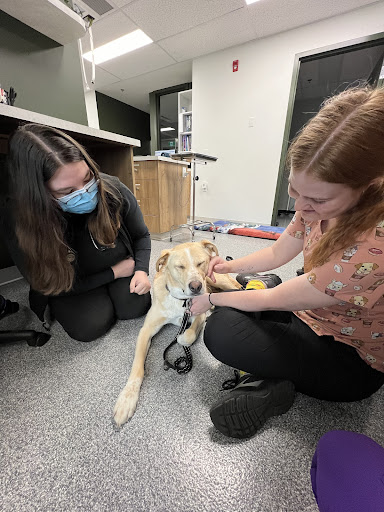 Village Vet Animal Clinic