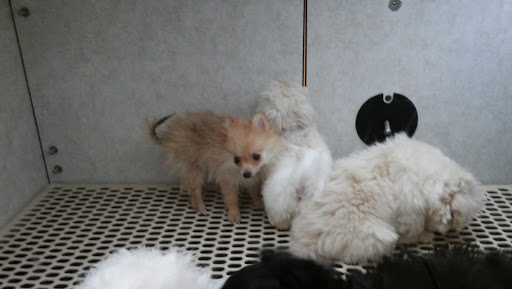 Pet Store «Pet City Pet Shops», reviews and photos, 750 Citadel Dr N # 2092, Colorado Springs, CO 80909, USA