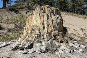 Florissant Fossil Beds National Monument image