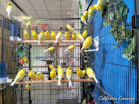 Californiacanaries.com - Photo 2 - Car repair in Huntington Beach, CA, Huntington Beach