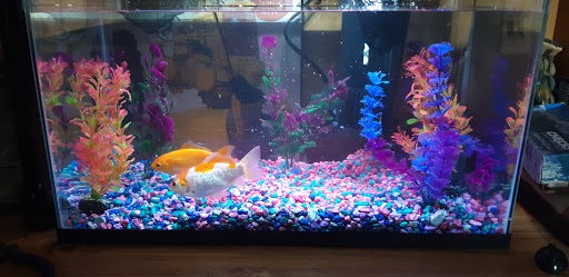 Pet Supply Store «Pet Supplies Plus», reviews and photos, 1764 Tilden Ridge Dr, Hamburg, PA 19526, USA