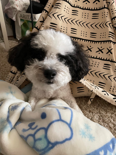 Petco image